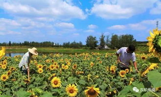 知识点 中国有哪些经济作物