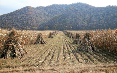 农村经济作物商机背后不起眼的商机