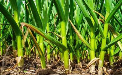 鲁西南地区适合种植哪些经济作物,可以提高传统农作物产量?