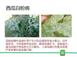 大田作物到经济作物,白粉病防治技术总结
