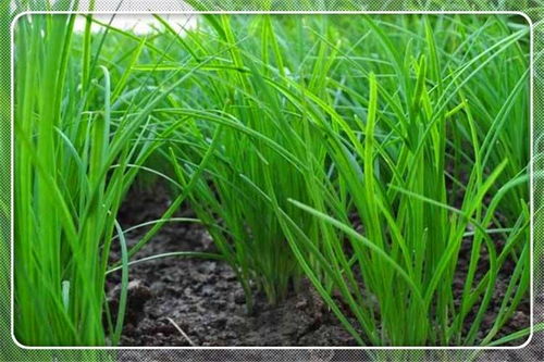 48岁的人在农村只有三亩地,种植什么经济作物最划算 推荐一下