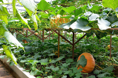 农村种植什么能致富?高利润经济作物有哪些