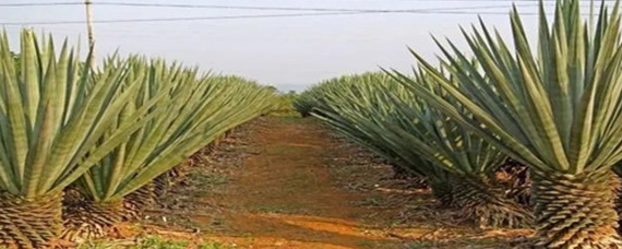 热带经济作物有什么