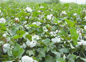 河北农村地区适合种植什么经济作物