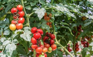 又一个新药上市防治抗性白粉虱、烟粉虱,万无一"虱",干净彻底