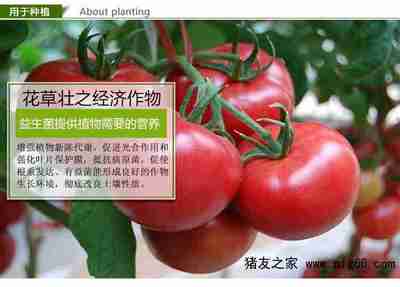 如何种植西瓜能获得高产量