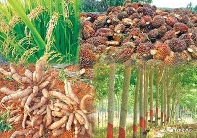 保价政策是泰国农村经济平稳发展关键