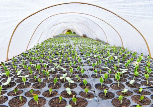 瓜瓜瓜瓜瓜瓜瓜瓜瓜......满眼都是大冬瓜