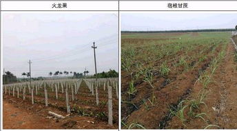 2018年4月桂 粤两地甘蔗调研报告