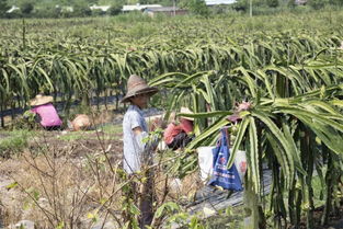 厉害 云浮新兴这条村村民靠种植这种经济作物实现村级集体经济和村民收入 双丰收