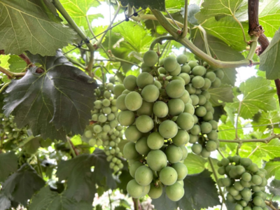 吉林城乡网- 公主岭市大岭镇黄花村大棚果蔬种植让“辛苦钱”成为“心里甜”