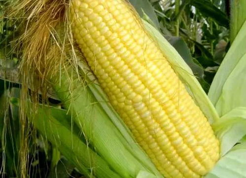 农村出现新行业,1天收入4000多元,农民主动送钱请他赚