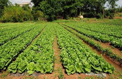 什么是种植园农业?