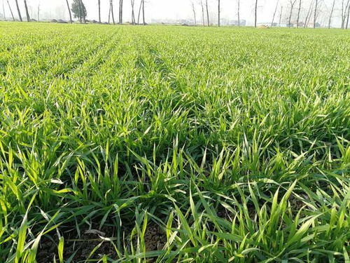 南方农村真比北方农村富裕吗 落后的不是收入,而是生活态度