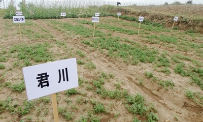 武山县开展经济作物新品种引进试验示范推广工作