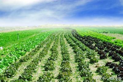 在河南农村种植哪些农作物收益好呢?