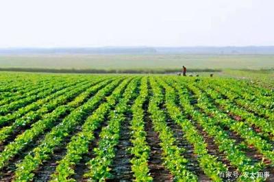 疫情对春耕能有多大影响?今年经济作物种植方向在哪?答案就3个