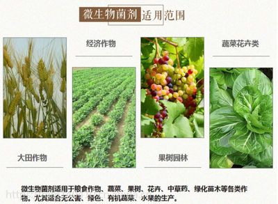 河北省家禾中天葡萄专用肥 富含有机质 着色膨果 抗病害