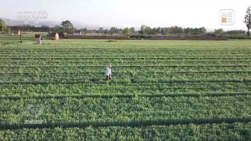 焦点访谈丨 一喷三防 水肥一体化滴灌 我国夏粮产区抗旱有妙招