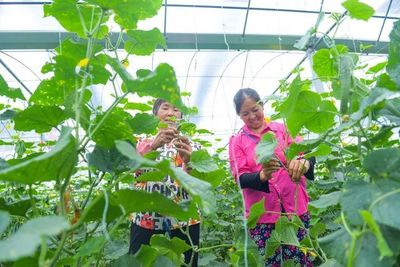 【改革开放万山行】今贵州:万山大棚蔬菜助脱贫