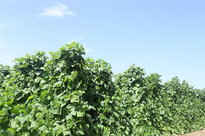 骆驼城镇:架豆产业“架”起致富“桥”