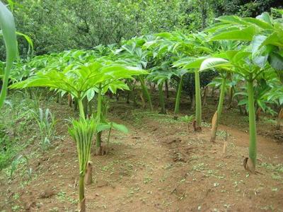 农村有一种菜碰了手会麻,但可降血压血糖