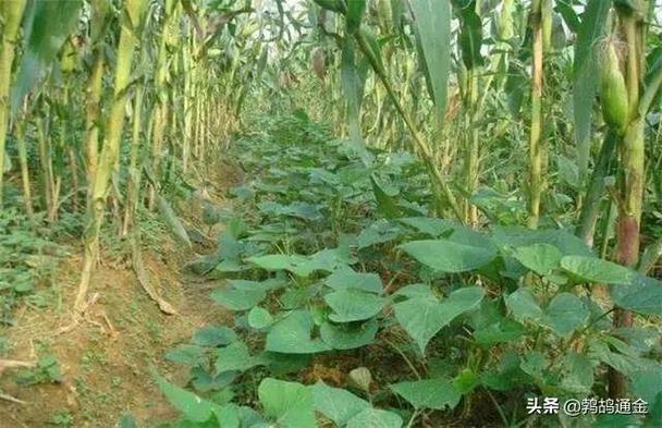 玉米田套种三种农作物,互补不影响产量,还有效增加了经济收入