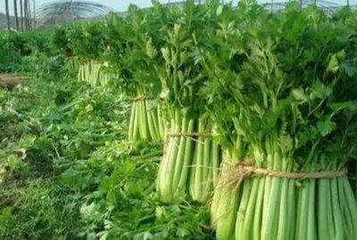 3条致富路,走对了比外出打工强百倍,未来5年可行,你仔细斟酌