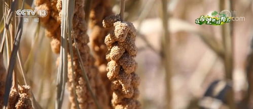 新技术 新模式 粮油作物产量提升