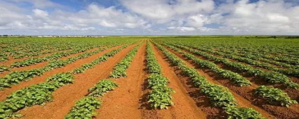 经济作物按其用途分为哪两种