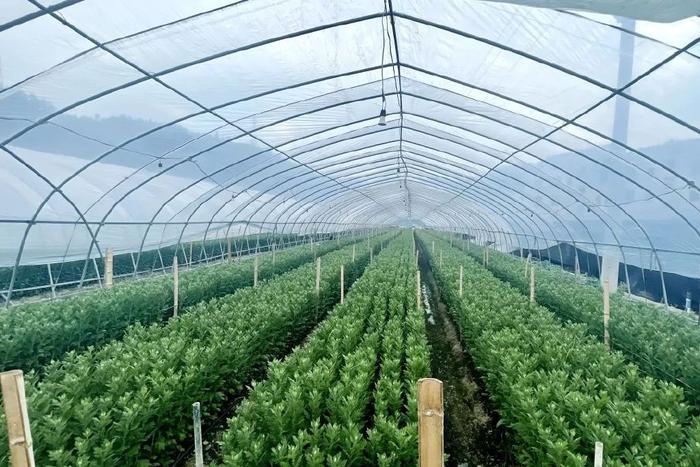 尚湖镇:一幅和美乡村画卷正在徐徐展开