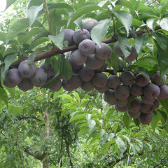 五月脆红李味道怎样-海商网,经济作物和植物产品库