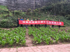 学以致用 营 在农场 远景农场顺利举办第三届农作物营销大赛