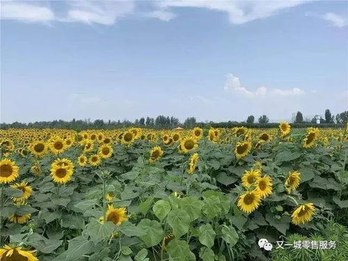 2020年重点强农惠农政策发布,农业现代化进程加速