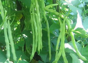 看到这么全的农作物病虫害图谱,我都震惊了 新增多种病虫害