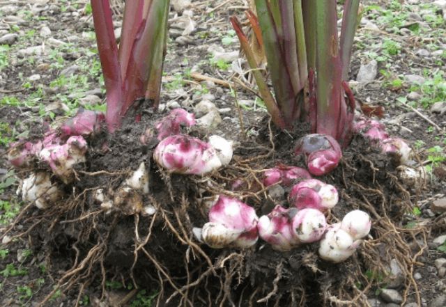 农民种植的一种作物,居然可用于制作服装,你见过吗?