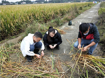四川这家天敌工厂,“像养大熊猫一样”养虫子吃害虫