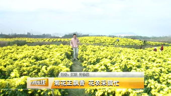 经济作物效益佳 管理培育不能少