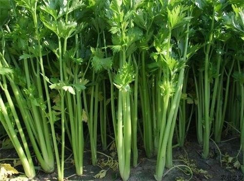 芹菜属于经济作物吗 属于什么作物-植物说