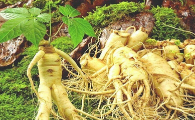 2020年特色农产品规划,农民想致富?选择这几类“特色经作物”!