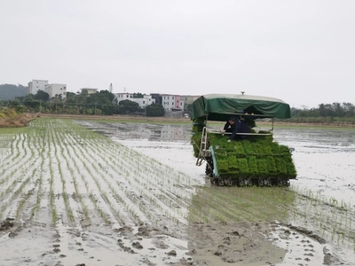 美丽乡村披绿装!我市早稻插秧工作全面展开