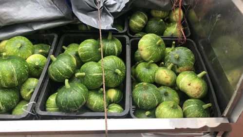 高效经济作物架起脱贫致富路