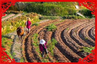 什么经济作物赚钱(4种投入小收益高的农作物)