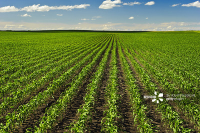 致富的经济作物,一种可持续的农业发展模式