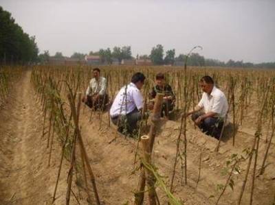 定陶县:经济作物示范园山药长势良好(图)