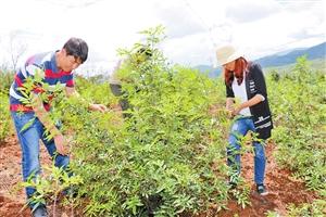 用好财政资金 盘活乡村经济
