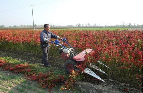 秸秆割晒机 经济作物割晒机