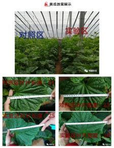 经济作物一枝花 埃图水肥来当家