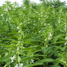 【芝麻种子】最新最全芝麻种子 产品参考信息