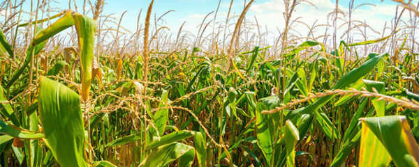 玉米几叶打磷酸二氢钾